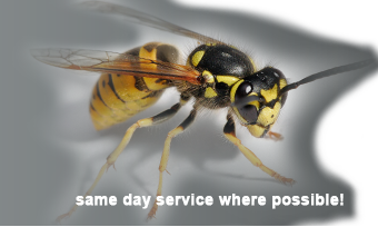 Chesterfield Wasp Removal