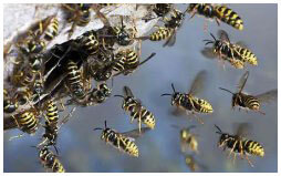 Wasp Nest Treatment Chesterfield